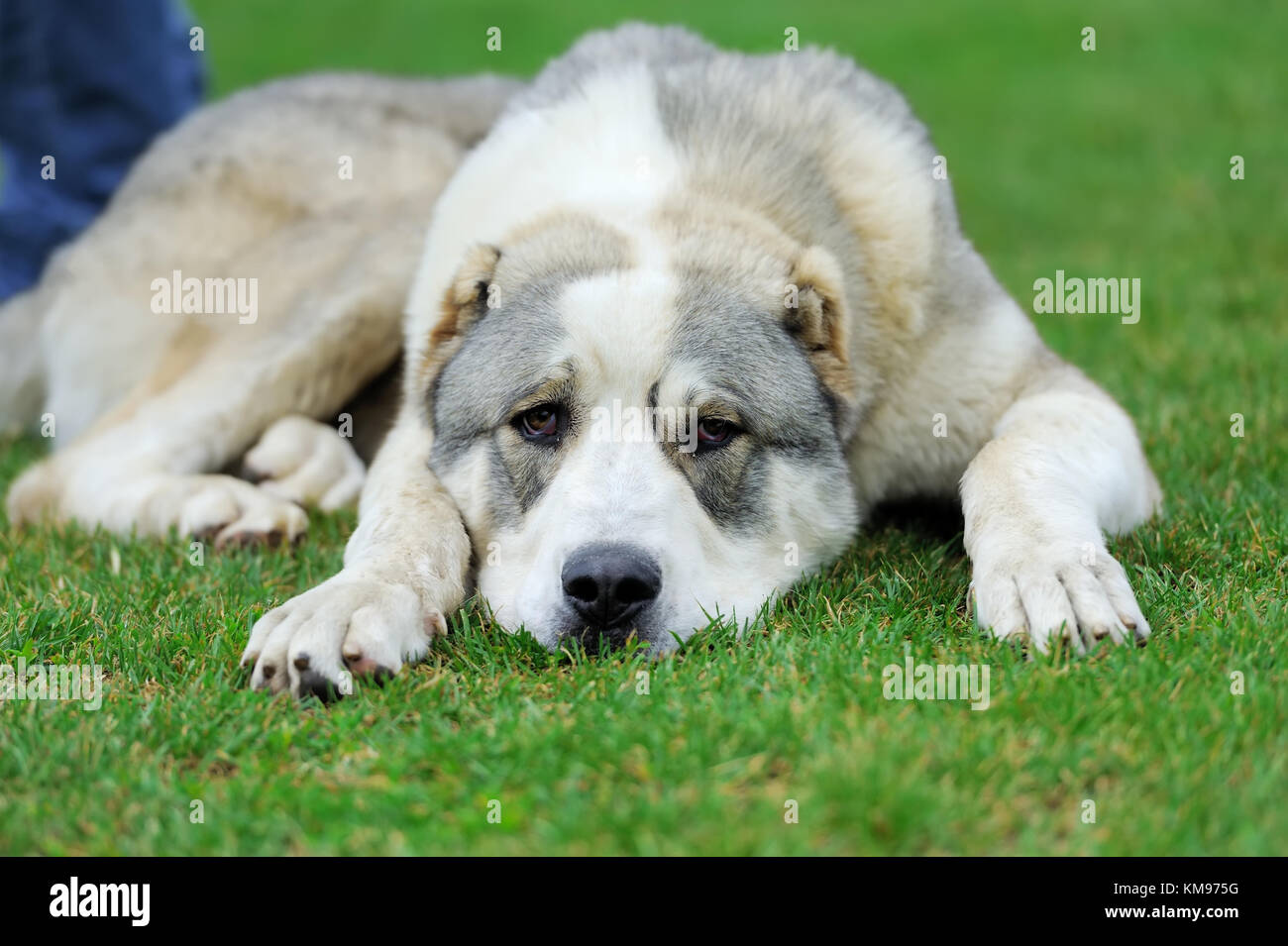Nahaufnahme adorable Hund im Sommer grüne Gras Stockfoto