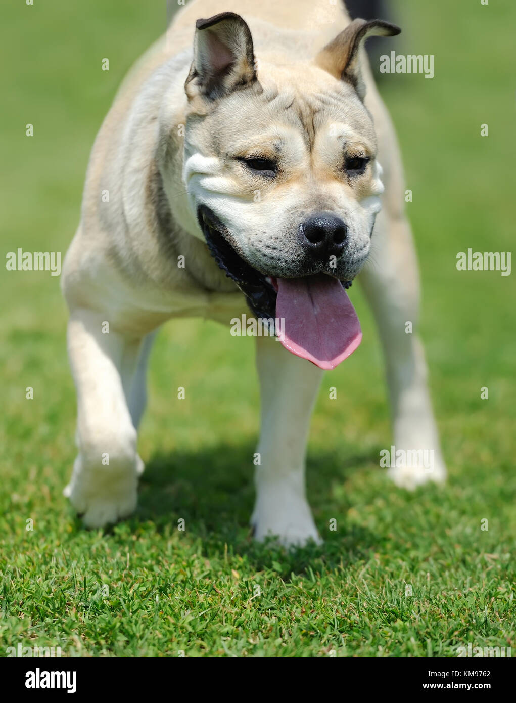 Nahaufnahme adorable Hund im Sommer grüne Gras Stockfoto