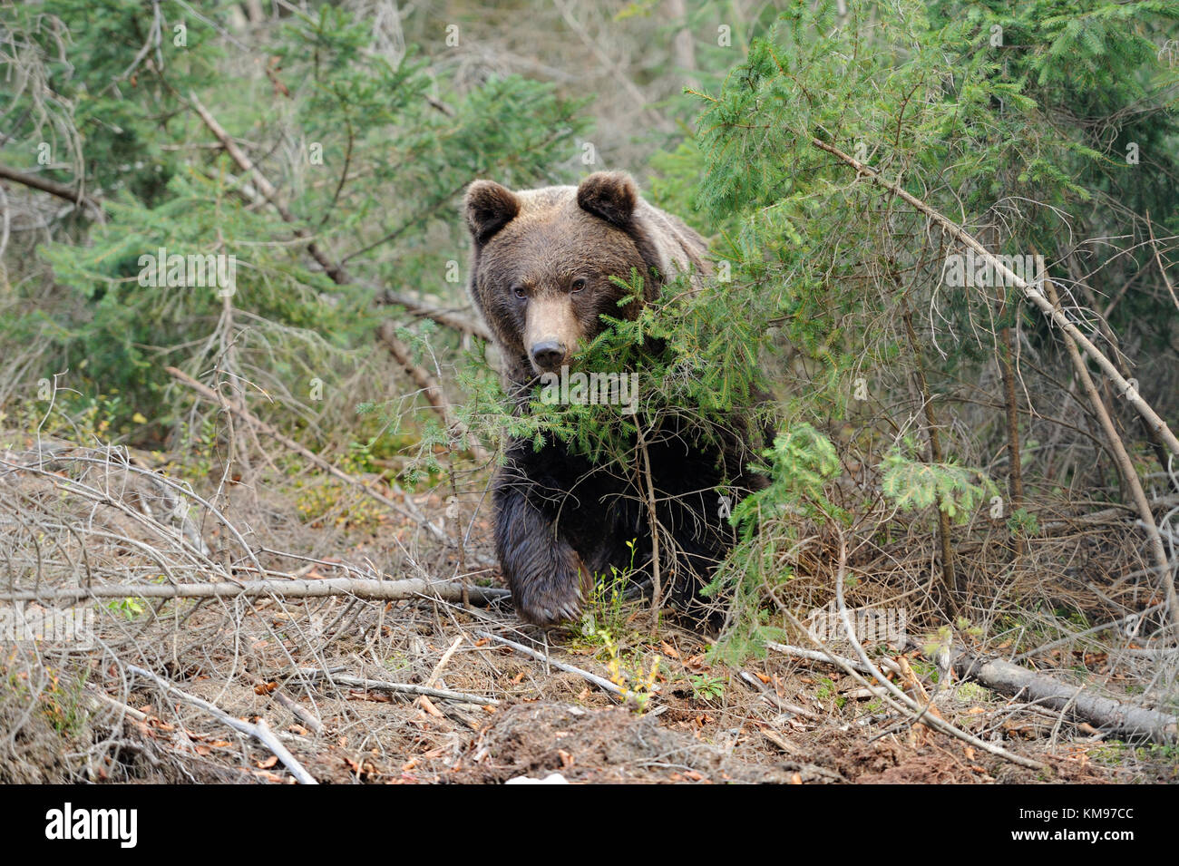 Ein brauner Bär im Wald Stockfoto
