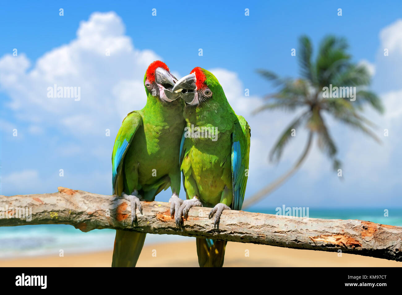 Papagei (schwere Macaw) auf dem White Sand Beach white blue sky Stockfoto