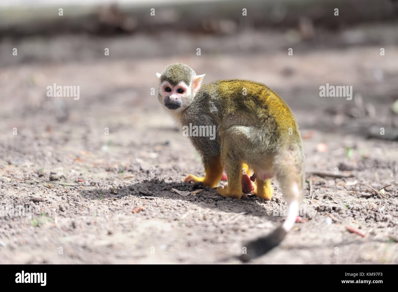 In der Nähe einer gemeinsamen Totenkopfäffchen Stockfoto