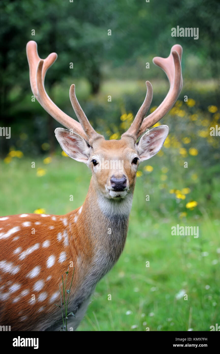 Whitetail deer standing im Sommer Holz Stockfoto
