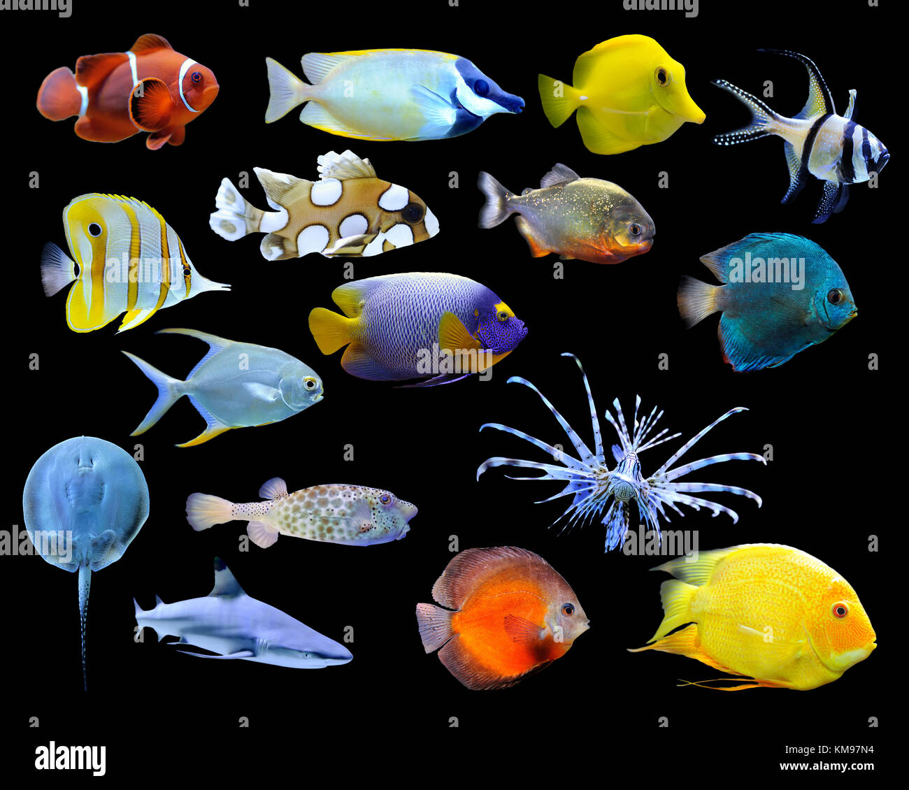 Große Sammlung von einem tropischen Fische auf einem dunklen Hintergrund Stockfoto