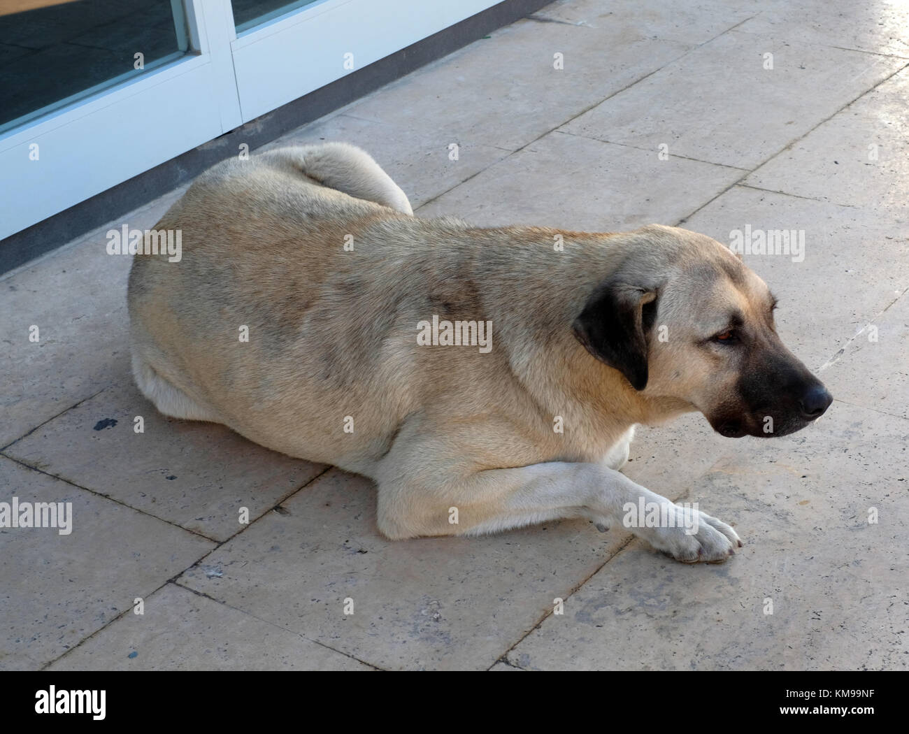 November 2017 - Türkischer Straßenhund in Istanbul Stockfoto