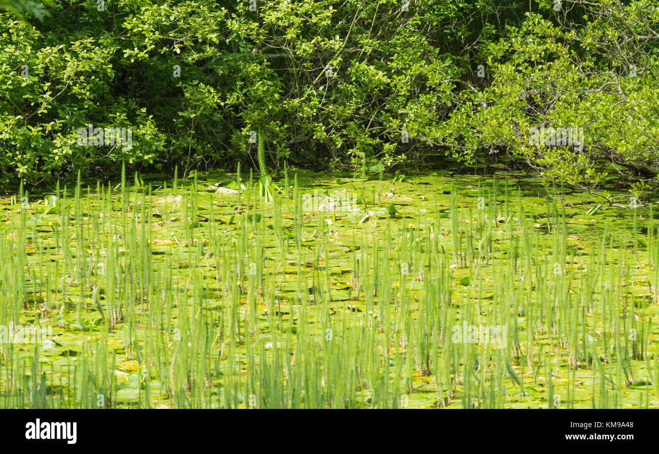 Grün Schilf im seichten Wasser in der Ecke eines Sees im Frühjahr in Großbritannien. Stockfoto