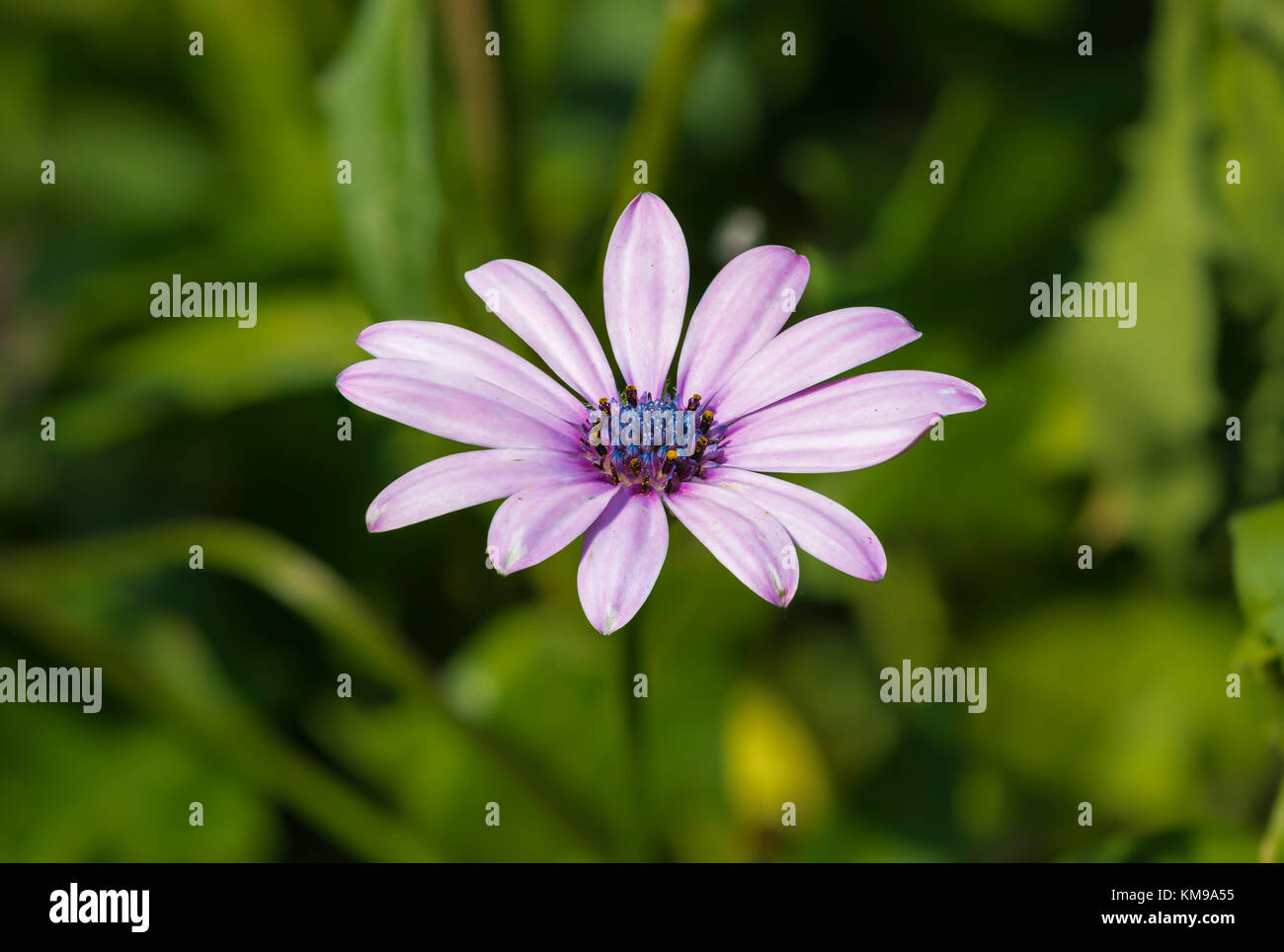 Lila Osteospermum ecklonis (African Daisy) im Spätsommer in West Sussex, England, UK. Stockfoto