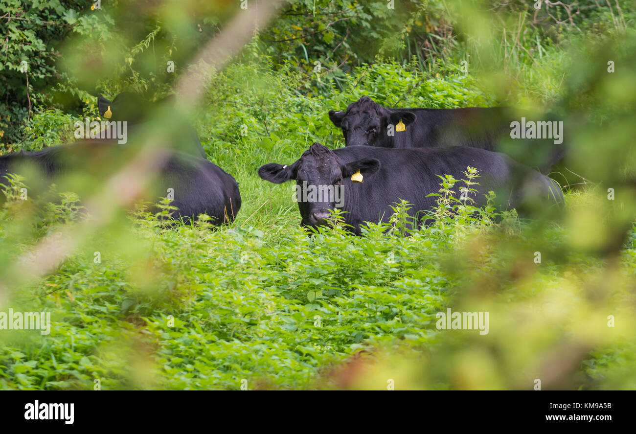 Peekaboo. Schwarze Kühe in einem Feld mit Blick auf die Kamera durch eine Lücke in den Bäumen. Stockfoto