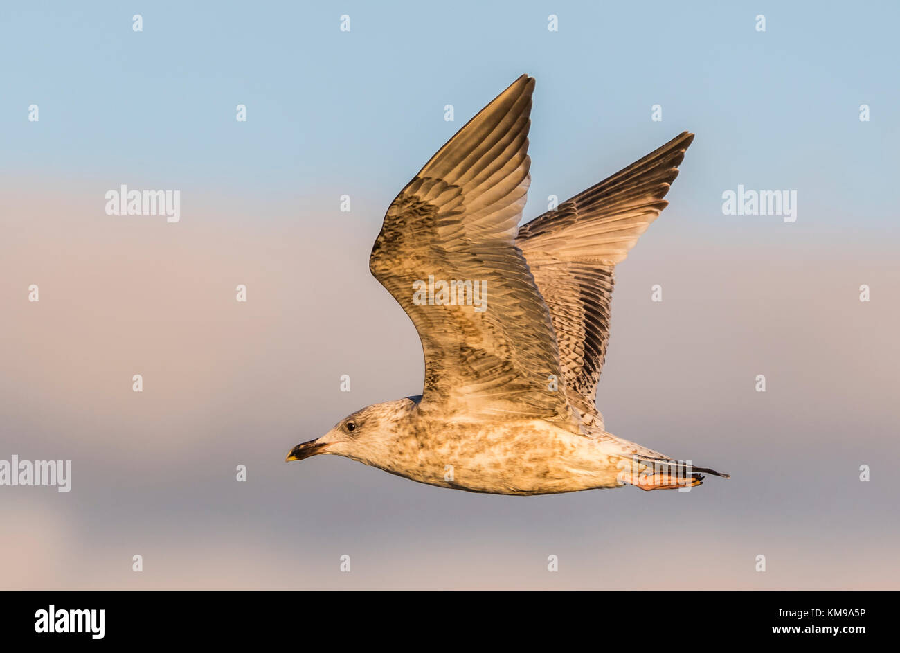 Juvenile europäischen Silbermöwe (Larus argentatus) fliegen im Winter in Großbritannien, mit den Flügeln, beleuchtet von der Sonne. Stockfoto