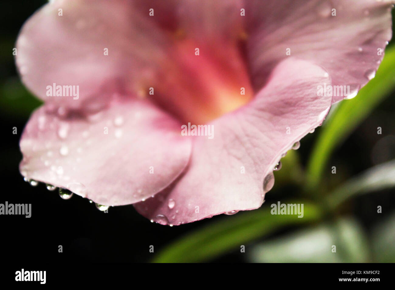 Regen fällt auf glockenblume Stockfoto