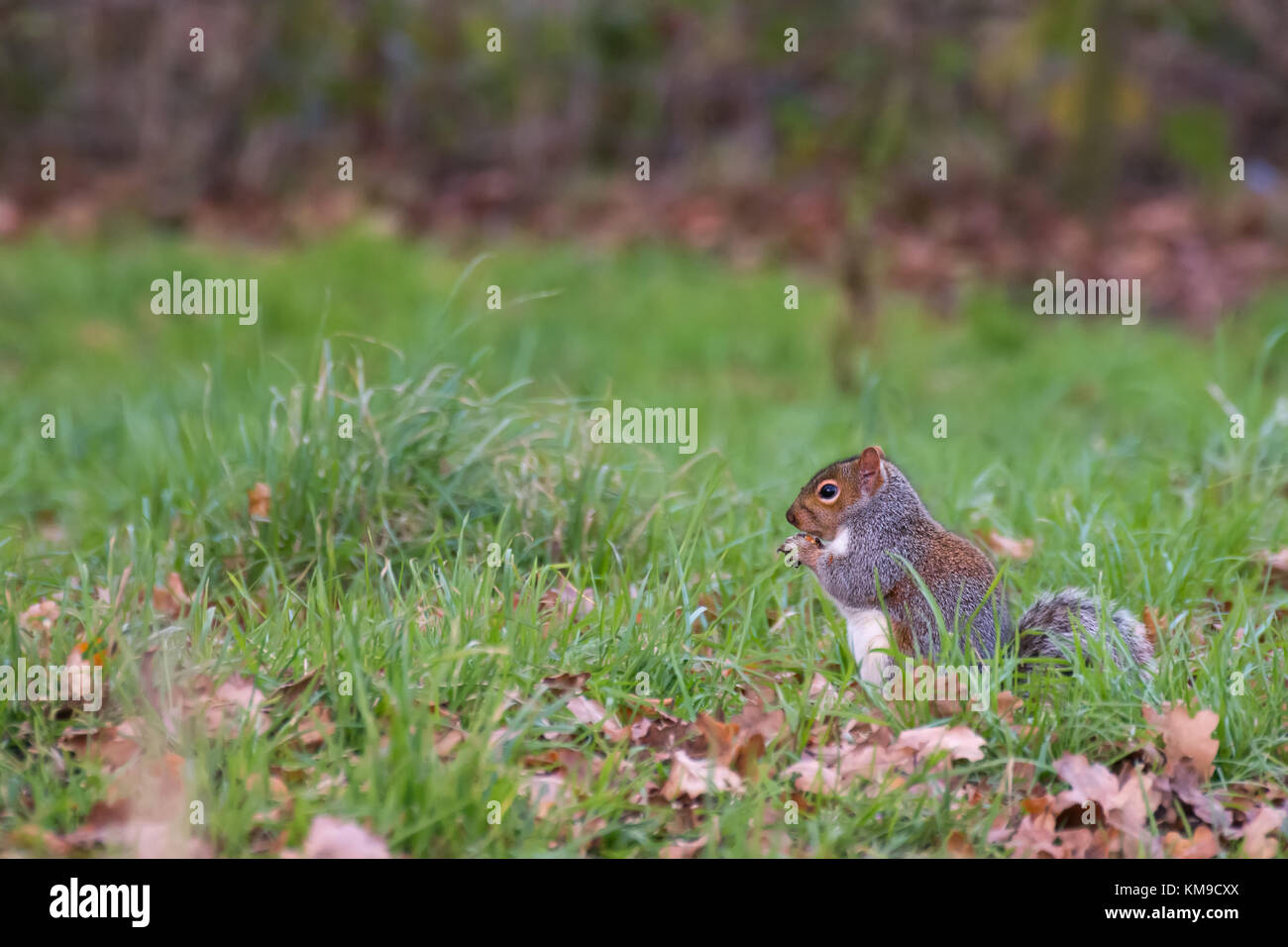 Ein wildes Eichhörnchen sitzt auf der Kante von einem Baumstamm essen einige hat Essen Stockfoto