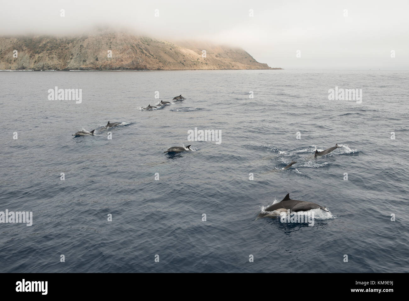 Schwimmen mit Delfinen im Meer, Kalifornien, USA Stockfoto