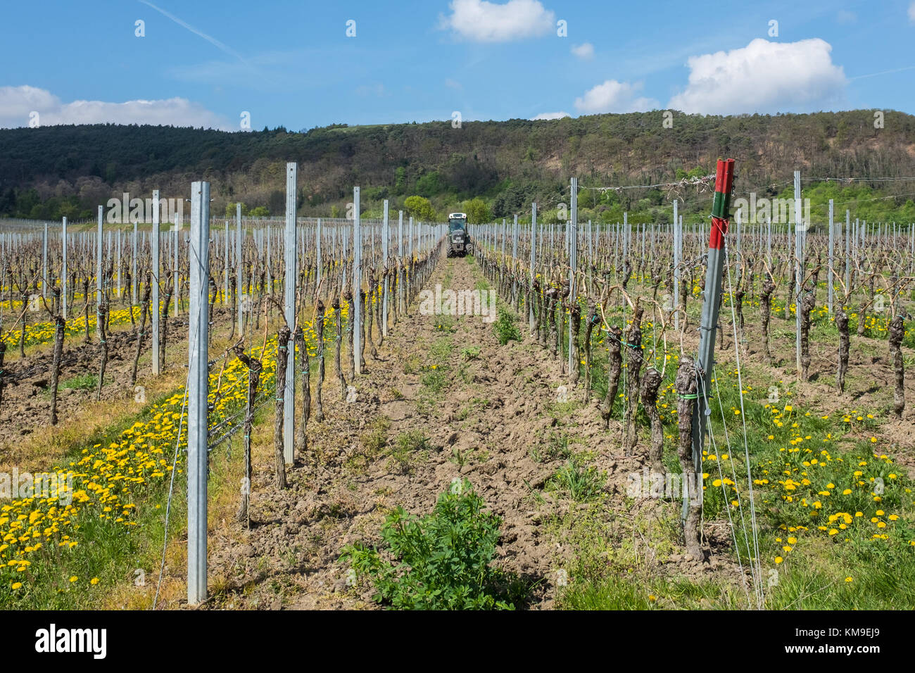 Traktor fahren durch Reben in einem Weingarten, Deutschland Stockfoto