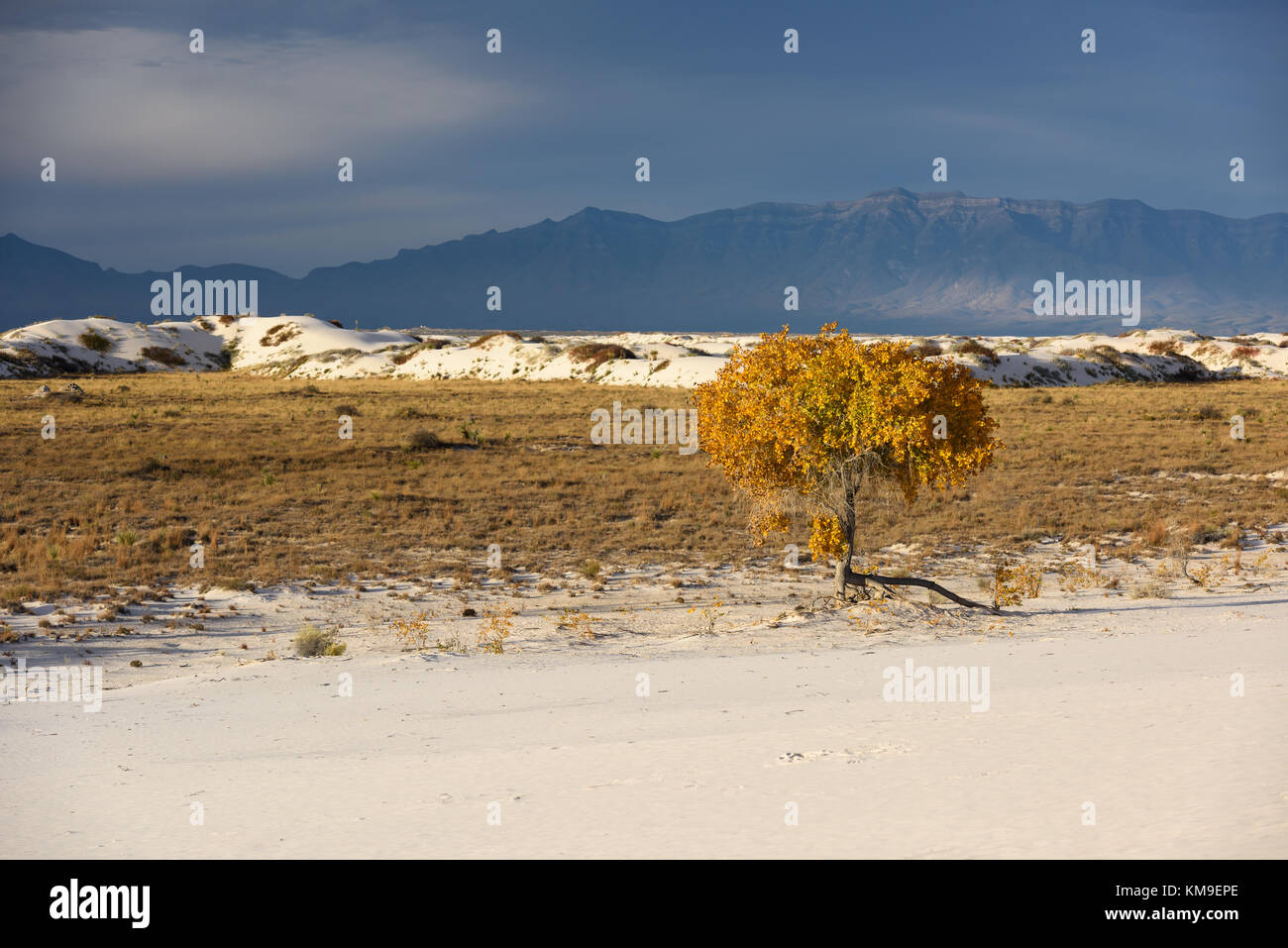 White Sands National Monument, New Mexico, Vereinigte Staaten Stockfoto