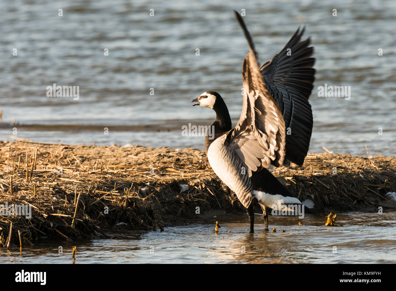 Europäische Nonnengänse branta leucopsis am Strand Stockfoto