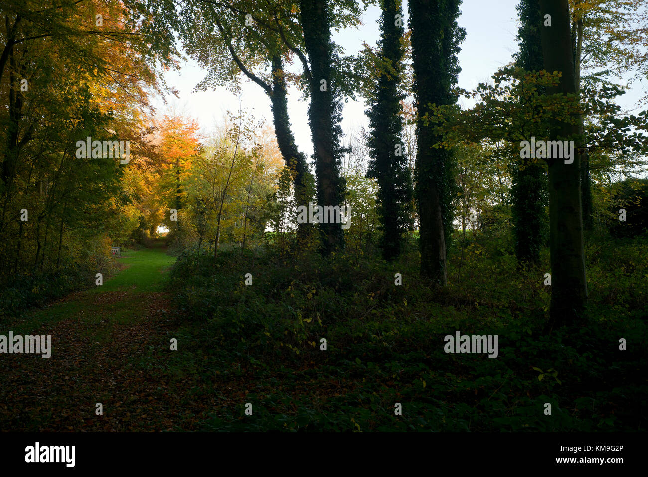 Grasbewachsenen Weg durch Wald, Herbst, Normandie, Frankreich Stockfoto