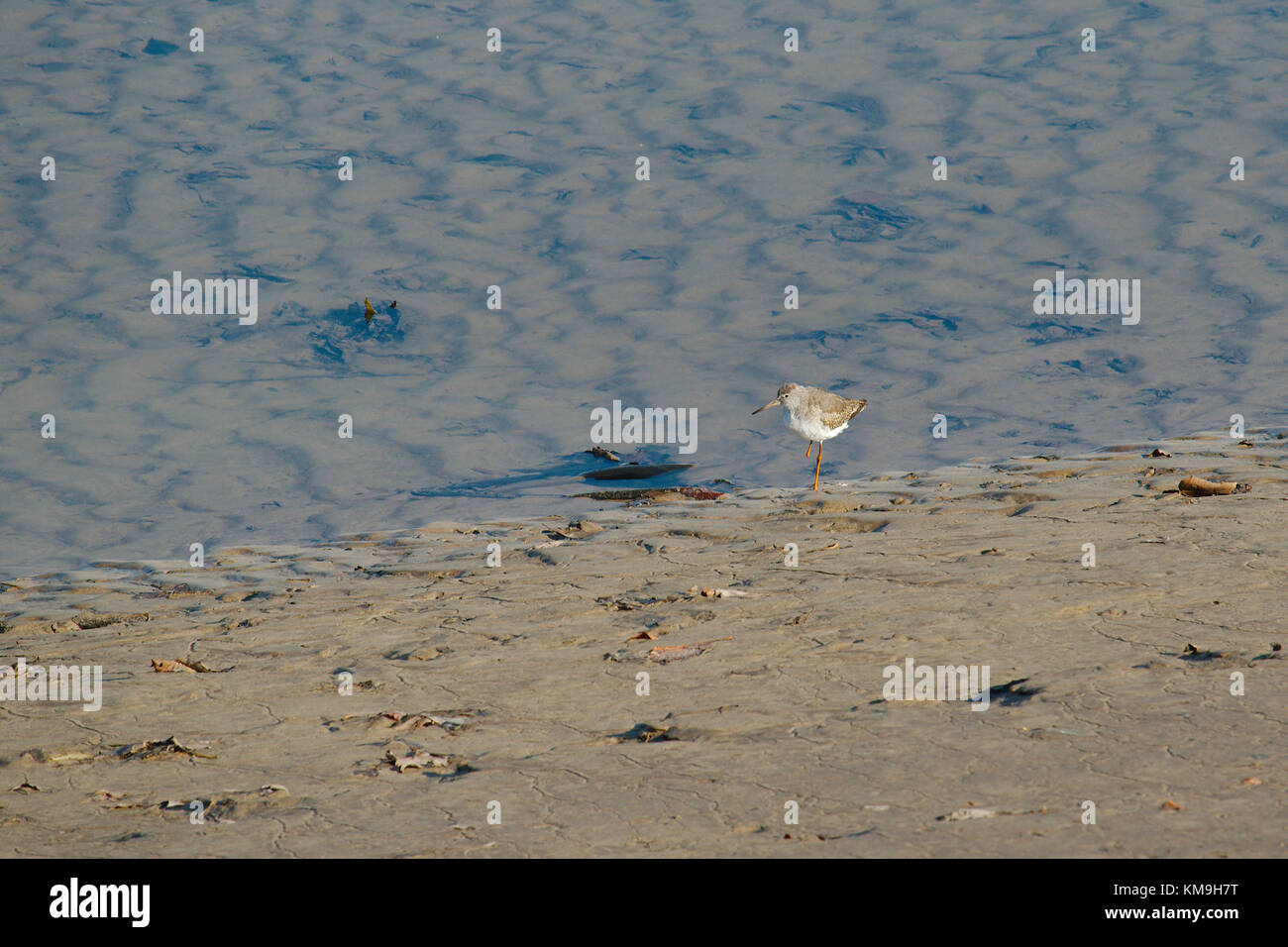 Ein rotschenkel wader Vogel mit nur einem Bein in einer Flussmündung. Das andere Bein fehlt das Kniegelenk nach unten. Stockfoto