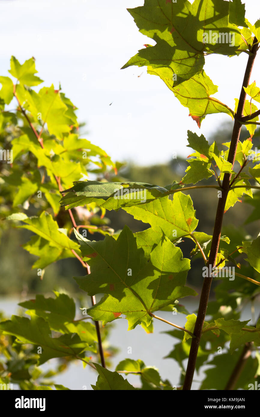 Lebendigkeit Stockfoto