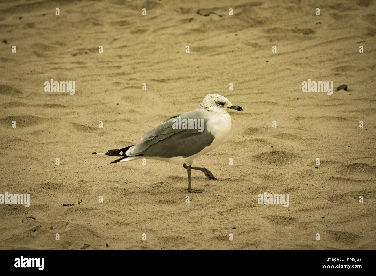 Leben in Virginia Stockfoto