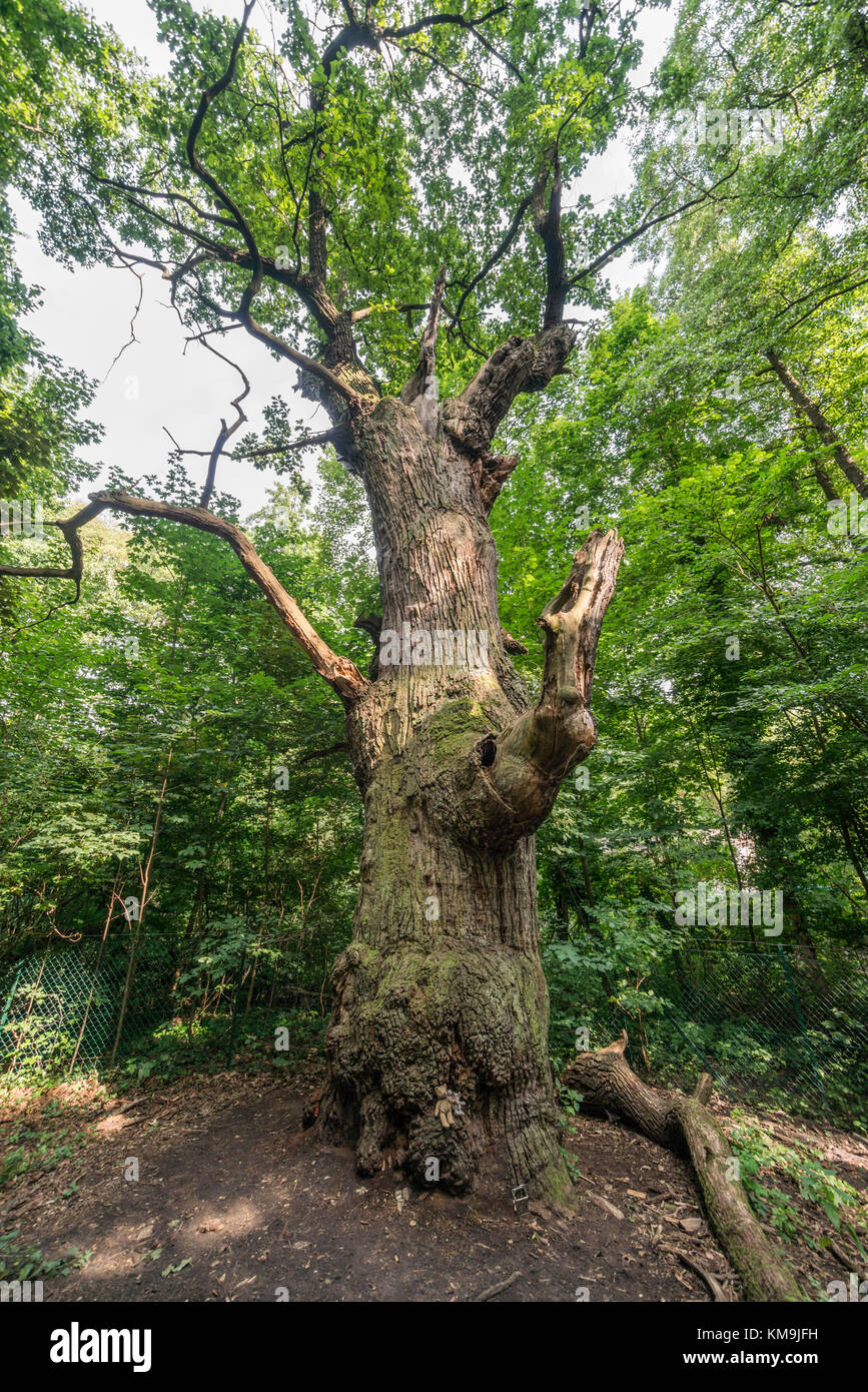 Dicke Marie, Aeltester Baum von Berlin, ca. 500 bsi 700 Jahre alt, Durchmnesser 665 cm, Höhe 26 Meter, Querus robur , Stieleiche, Tegeler See, Berli Stockfoto