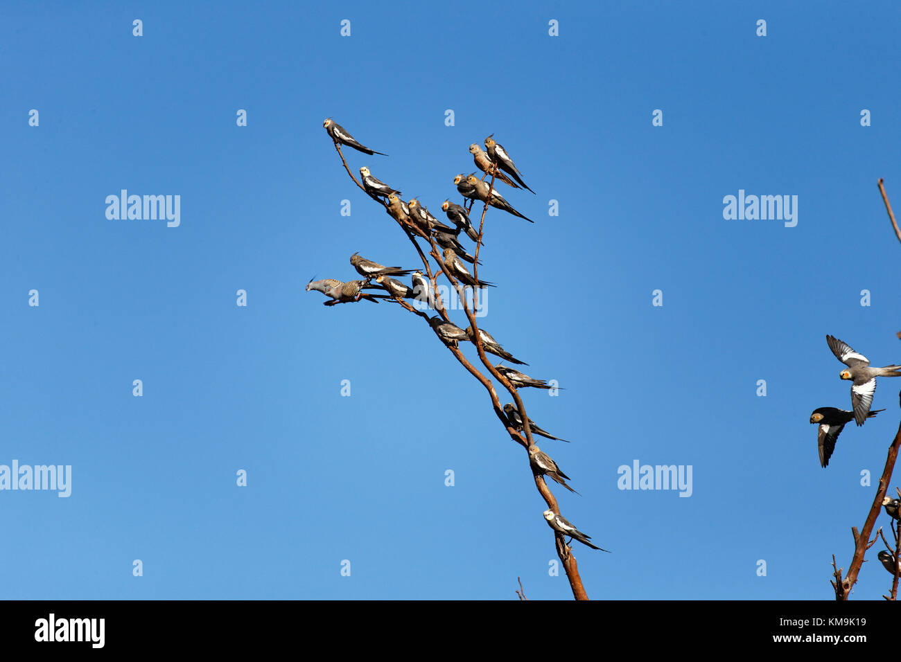 Nymphensittich Vögel im Baum gehockt, (Leptolophus hollandicus), Pilbara in Westaustralien Stockfoto