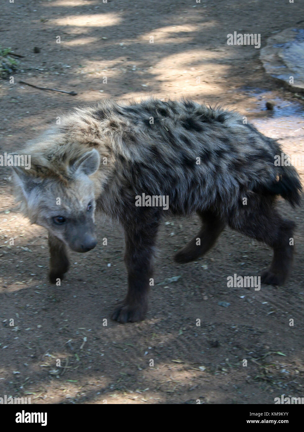 Löwenpark, Spotted Hyäne Crocuta Crocuta gehen Stockfoto