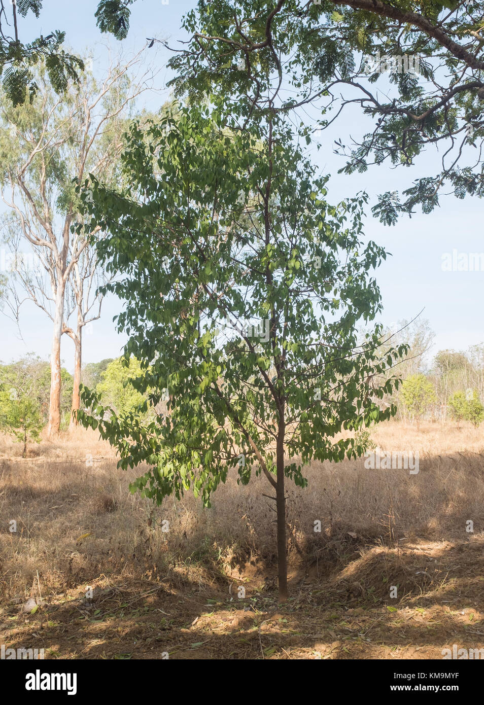 Junge Sandelholz (Santalum Album) Bäumen, Mysore, Karnataka, Indien. Stockfoto