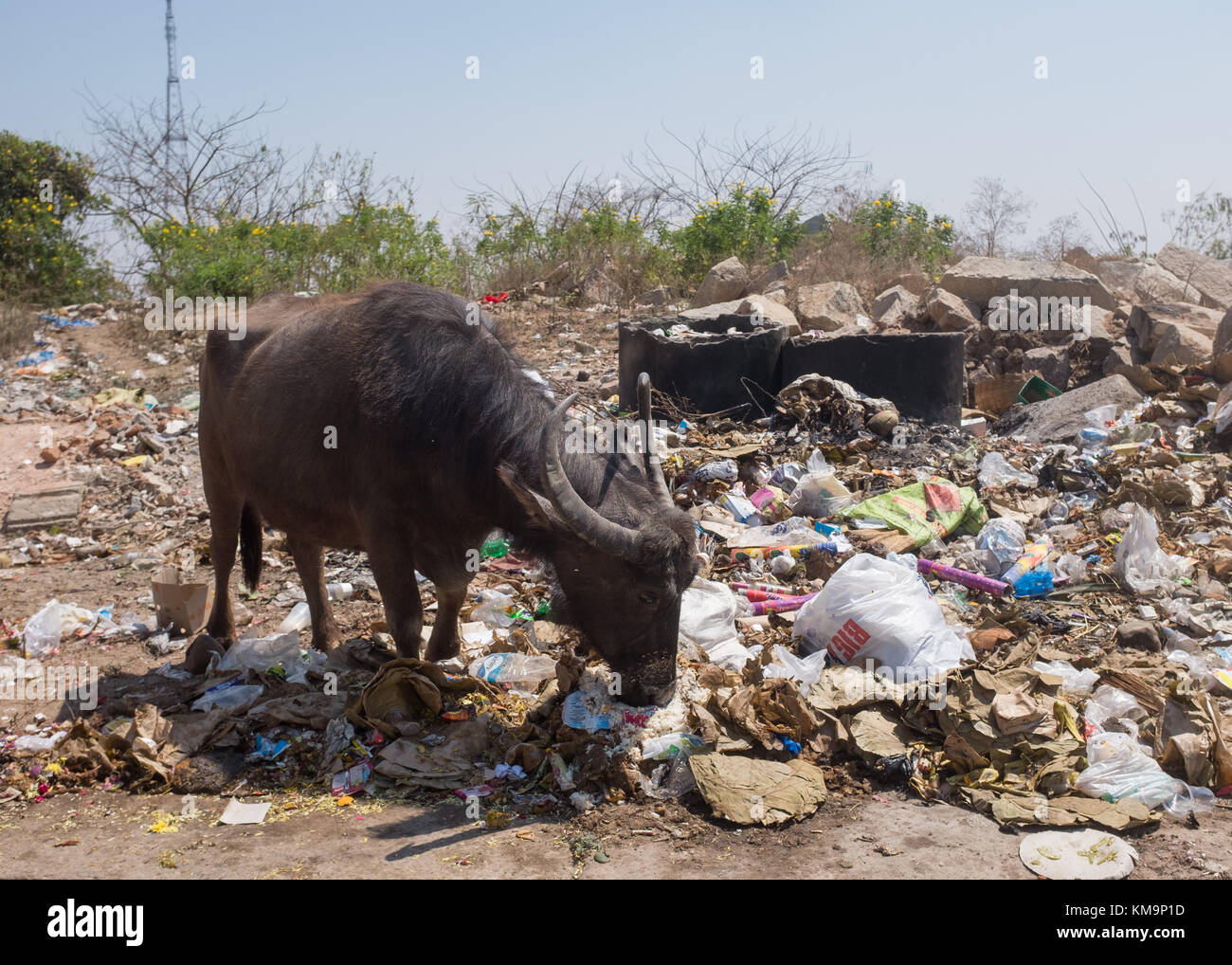 Vieh scavenging in Haufen Müll, Mysore, Karnataka, Indien. Stockfoto
