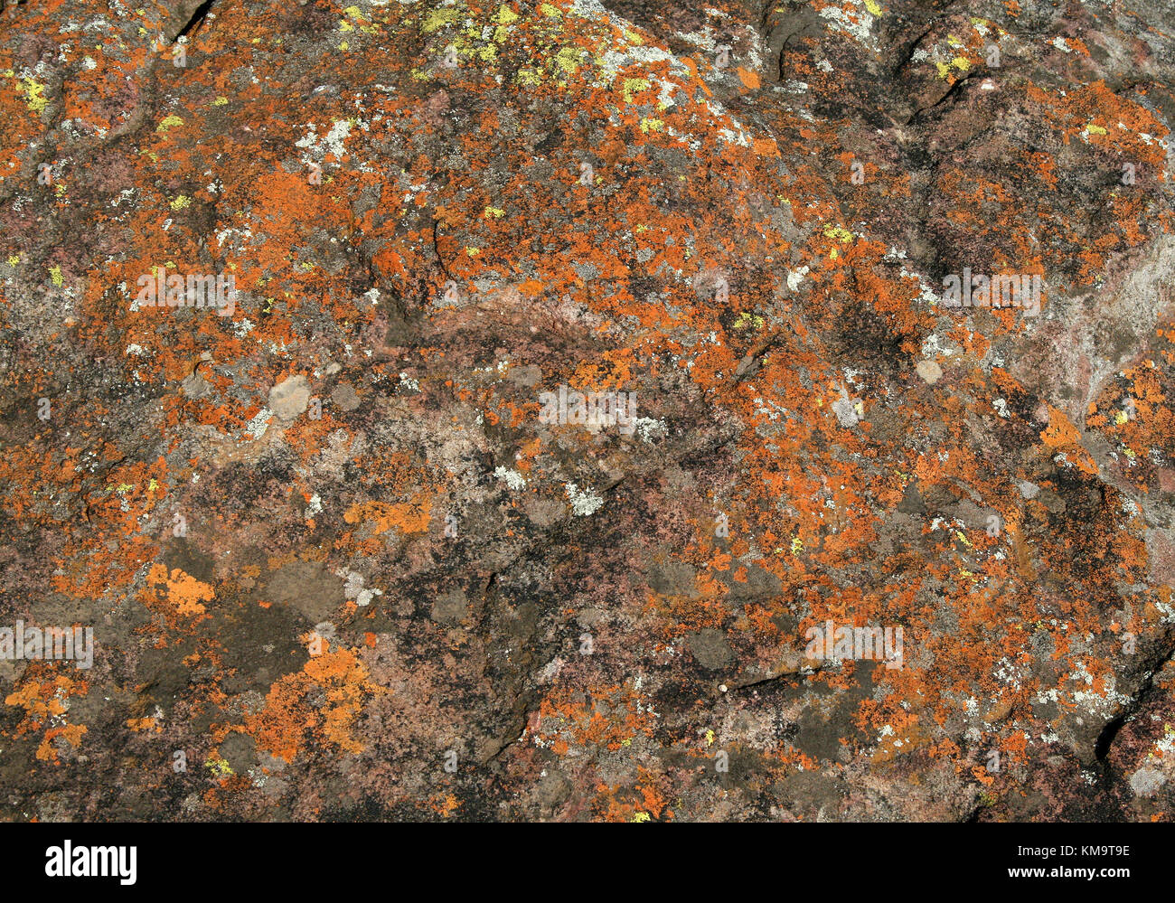 Mpumalanga, Südafrika, Flechten bedeckt rock Stockfoto