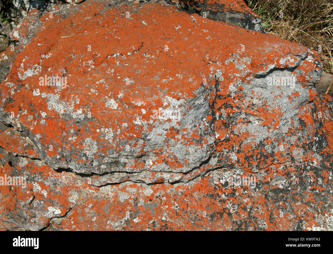 Mpumalanga, Südafrika, Flechten bedeckt rock Stockfoto