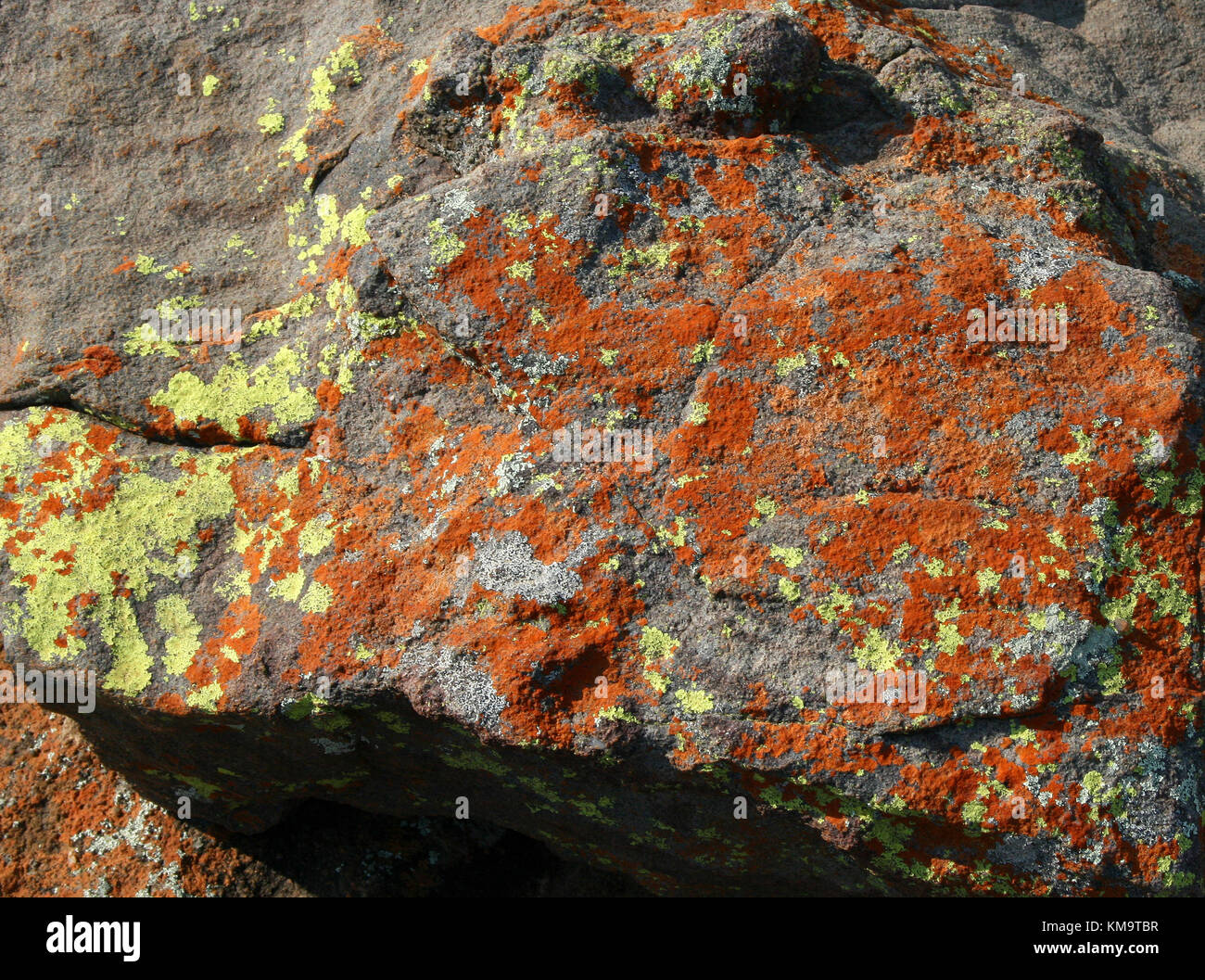 Mpumalanga, Südafrika, Flechten bedeckt rock Stockfoto