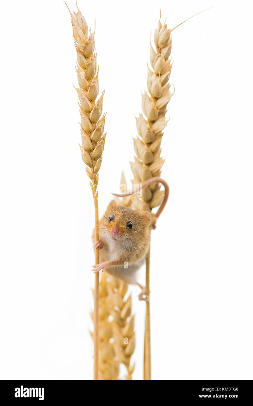 Ernte Maus (micromys Minutus) Festhalten an einem Ohr von Weizen, Vorderansicht, weißer Hintergrund - Cornwall, Großbritannien Stockfoto