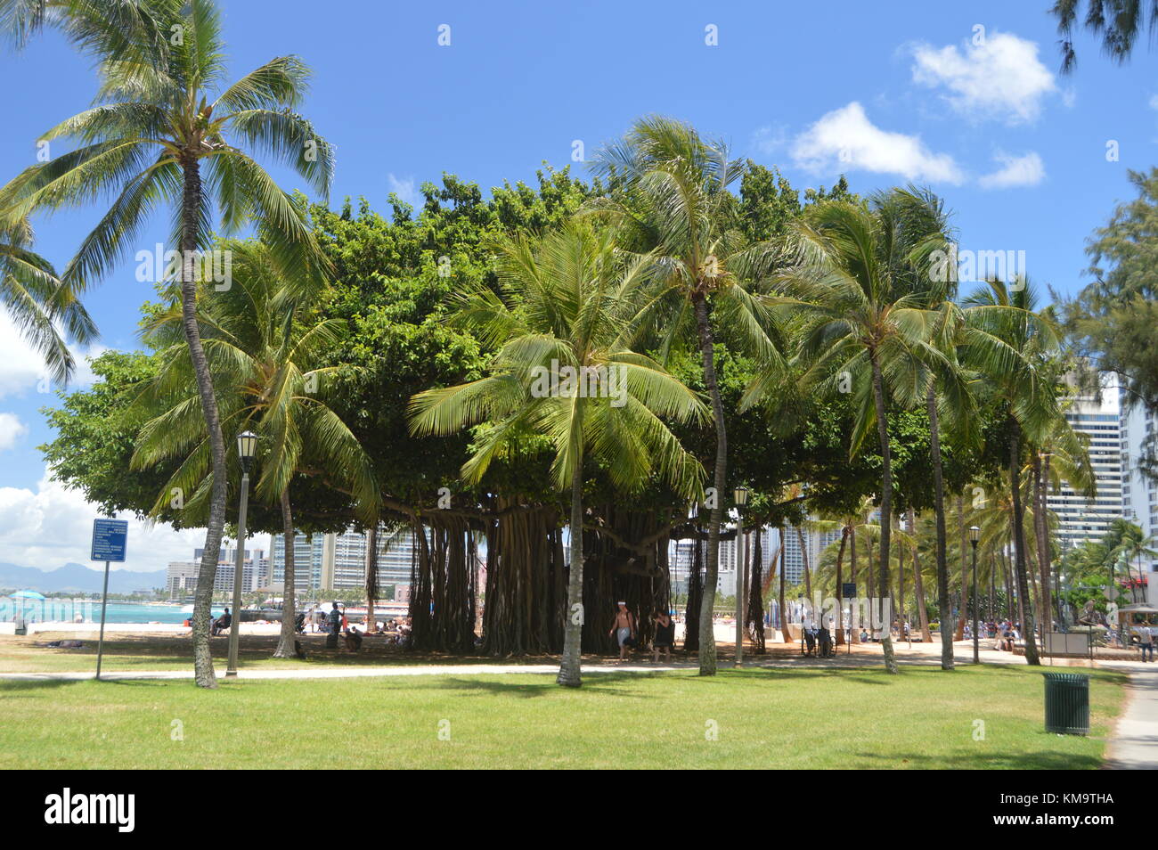 Centennial Baum am Strand von Waikiki. Oahu, Hawaii, USA, EEUU. Stockfoto