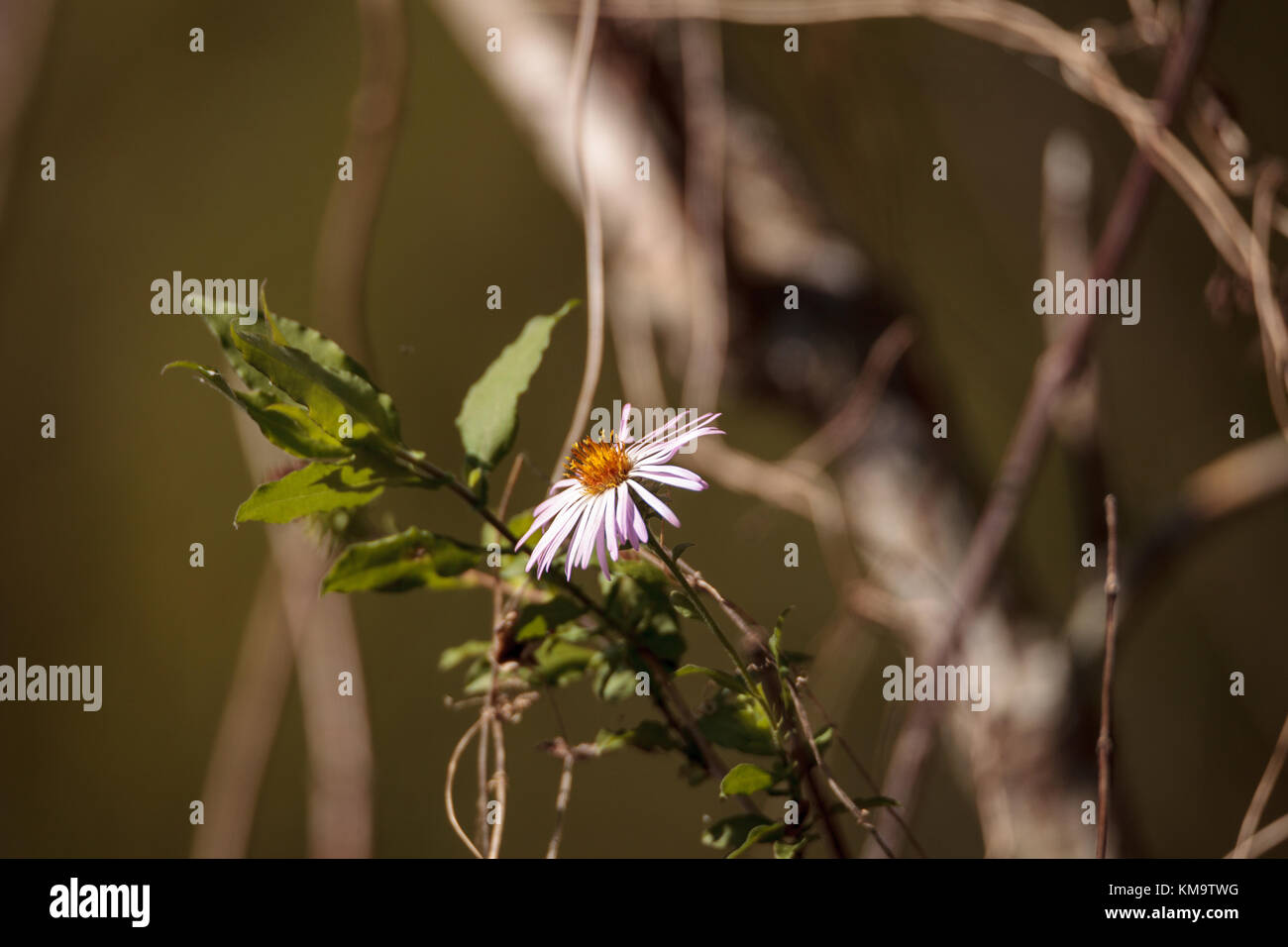 Klettern aster Blume ampelaster carolinianus ist ein Daisy wie Blume an der Corkscrew Swamp Sanctuary in Naples, Florida Stockfoto
