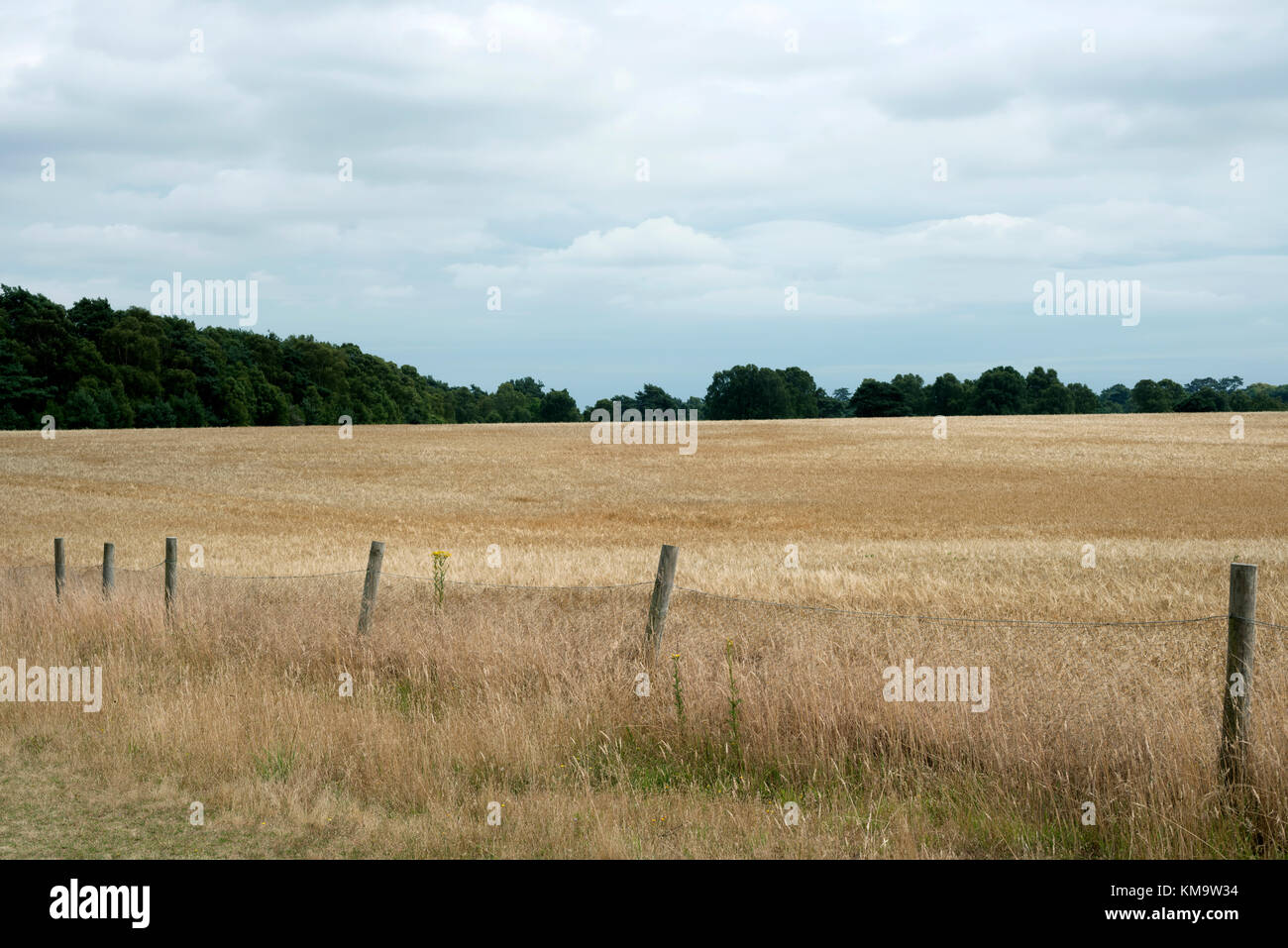 Gerstenfeld Sutton Heide Suffolk UK Stockfoto