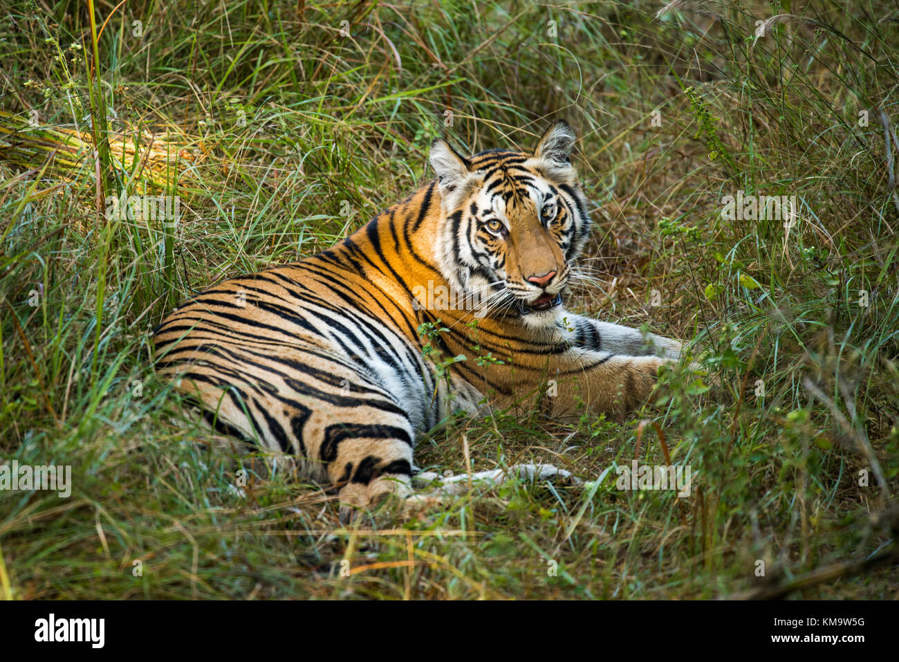 Ein Tiger aus Bandhgargh, Indien Stockfoto