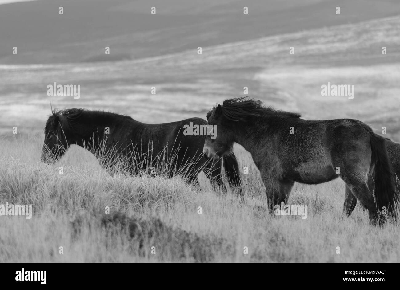 Exmoor Ponys Roaming auf der Heide Exmoor UK Stockfoto