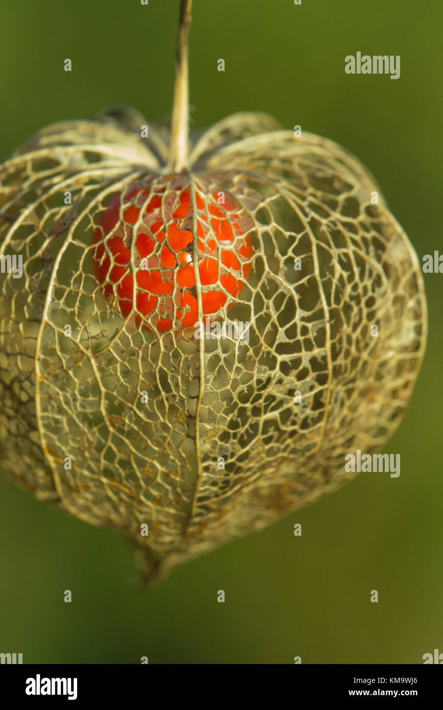 Nahaufnahme der Physalis (Winterkirsche, Blasenkirsche) Stockfoto