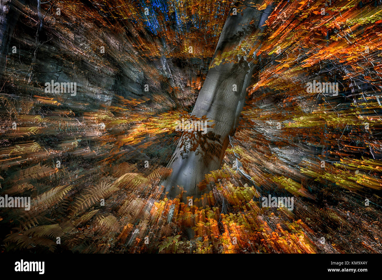 Zoom Effekt auf Baum im Herbst Wald abstrakt Stockfoto