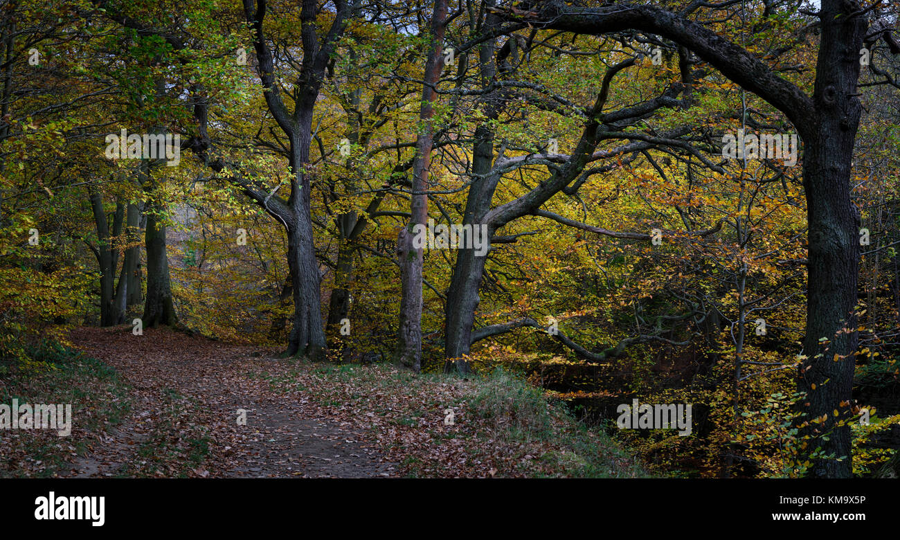 Waldweg im Herbst Wald in der Nähe von shotley Brücke County Durham Stockfoto