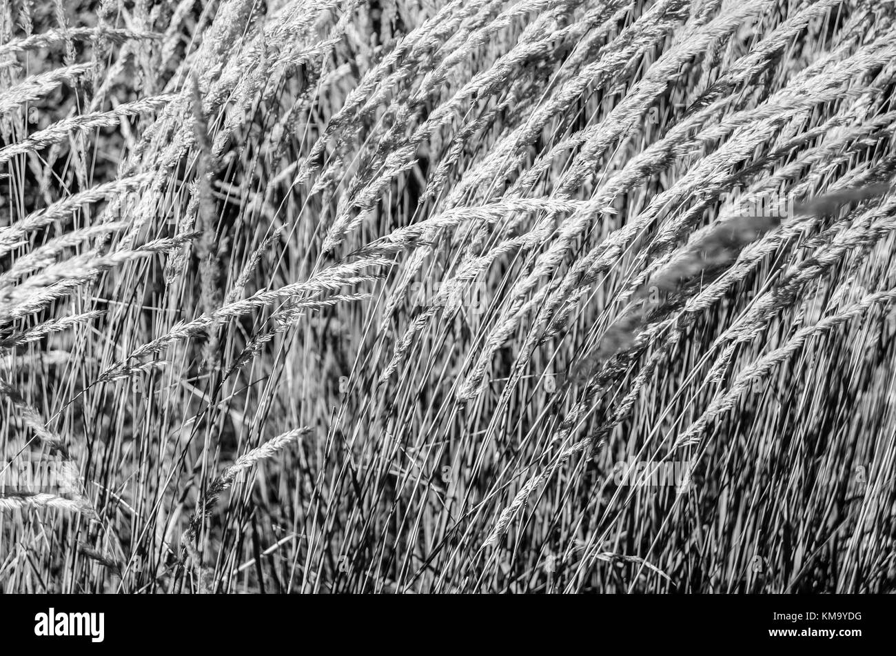 Schwarze und weiße strukturierte dekorative Gras Hintergrund Stockfoto