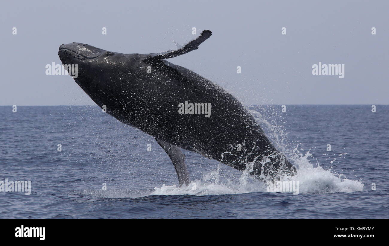 Baby Buckelwal maui verletzen, Hawaii Stockfoto