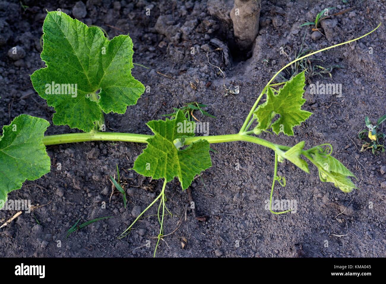 Junge pumkin Schießen auf dem Boden Stockfoto