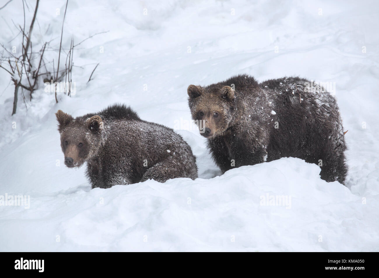 Zwei 1-jährige Jungen Braunbär (Ursus arctos arctos) Nahrungssuche in tiefem Schnee im Winter Stockfoto