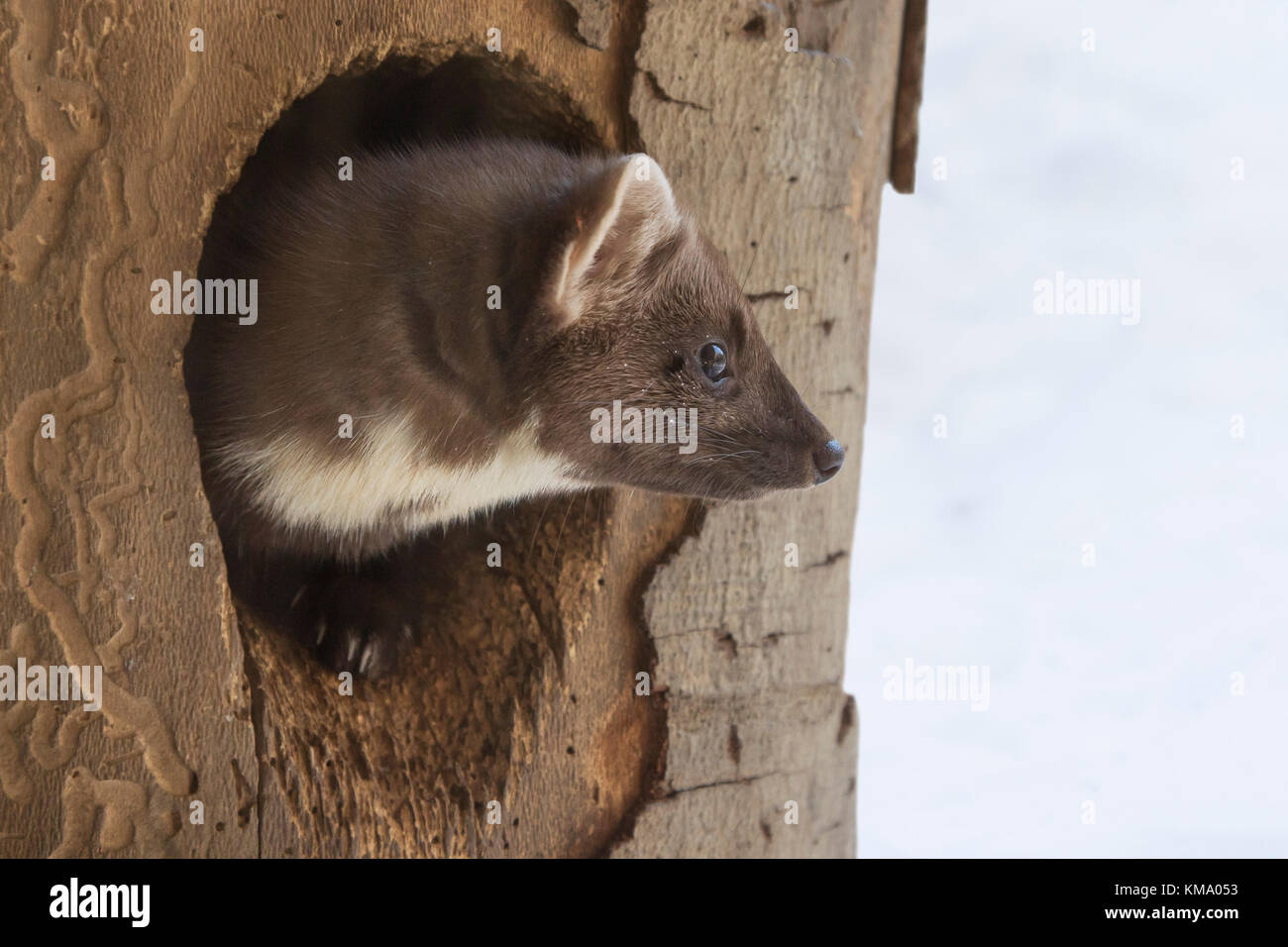 Europäische Baummarder (Martes martes), die sich aus der Specht nest das Loch im Baum im Winter Stockfoto