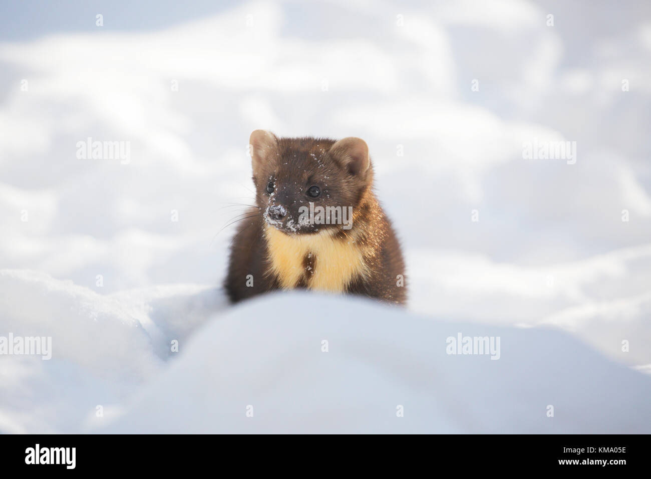 Europäische Baummarder (Martes martes) Jagd in den Schnee im Winter Stockfoto