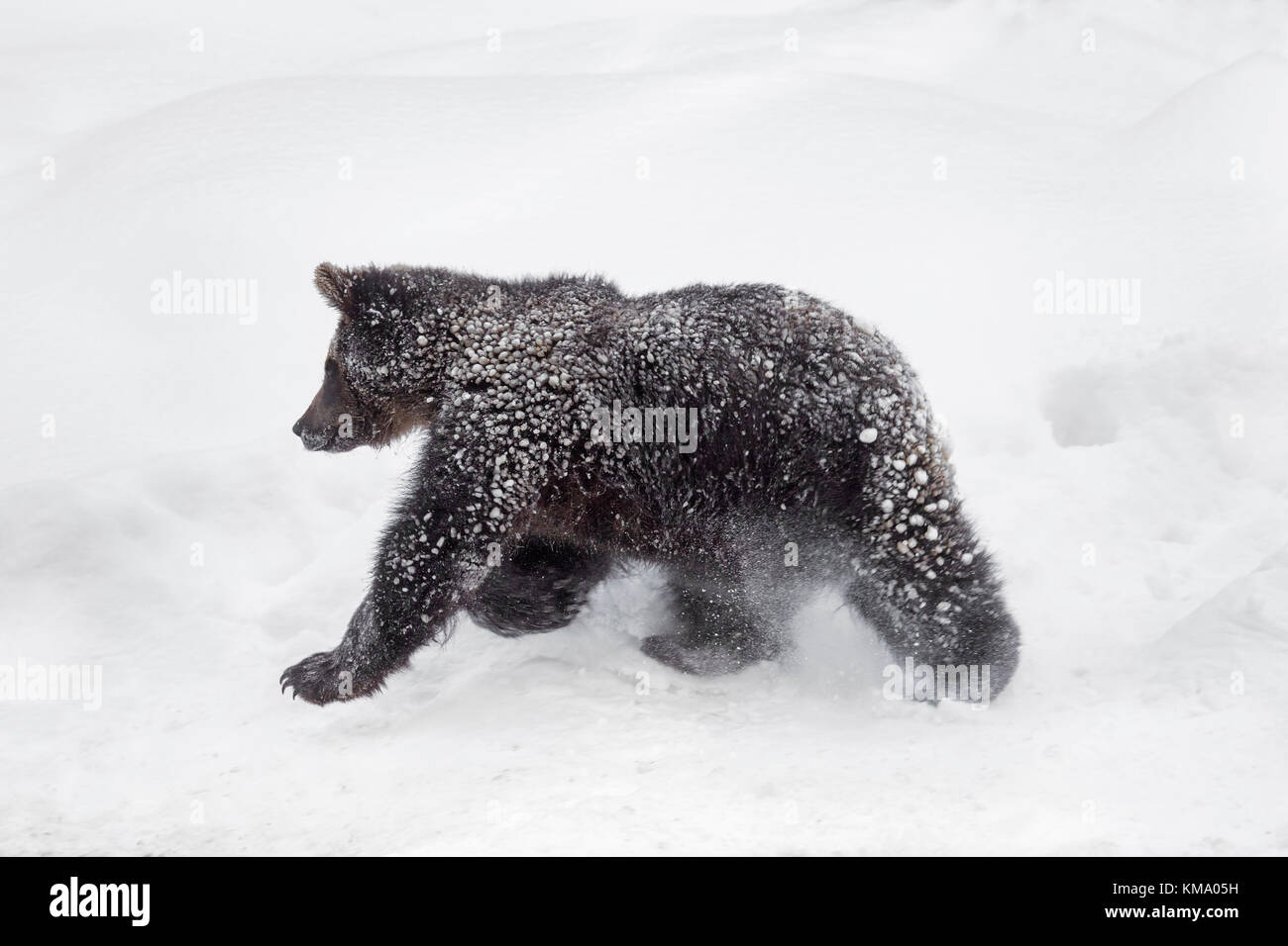 Ein Jahr alten braunen Bärchen (Ursus arctos arctos) Nahrungssuche in den Schnee im Winter Stockfoto