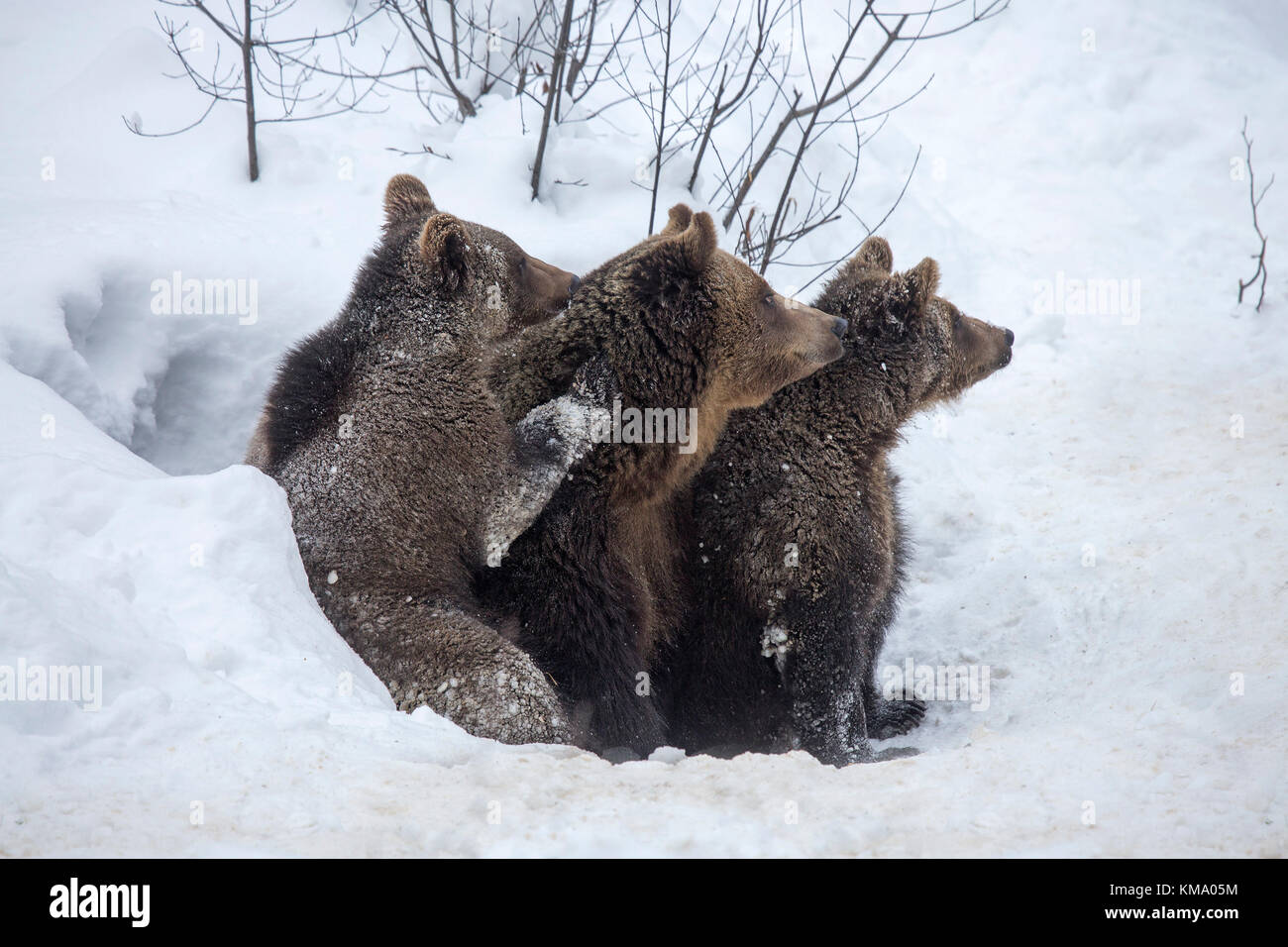 Weibliche und zwei 1-jährige Jungen Braunbär (Ursus arctos arctos) Höhle verlassen im Schnee im Frühjahr Stockfoto