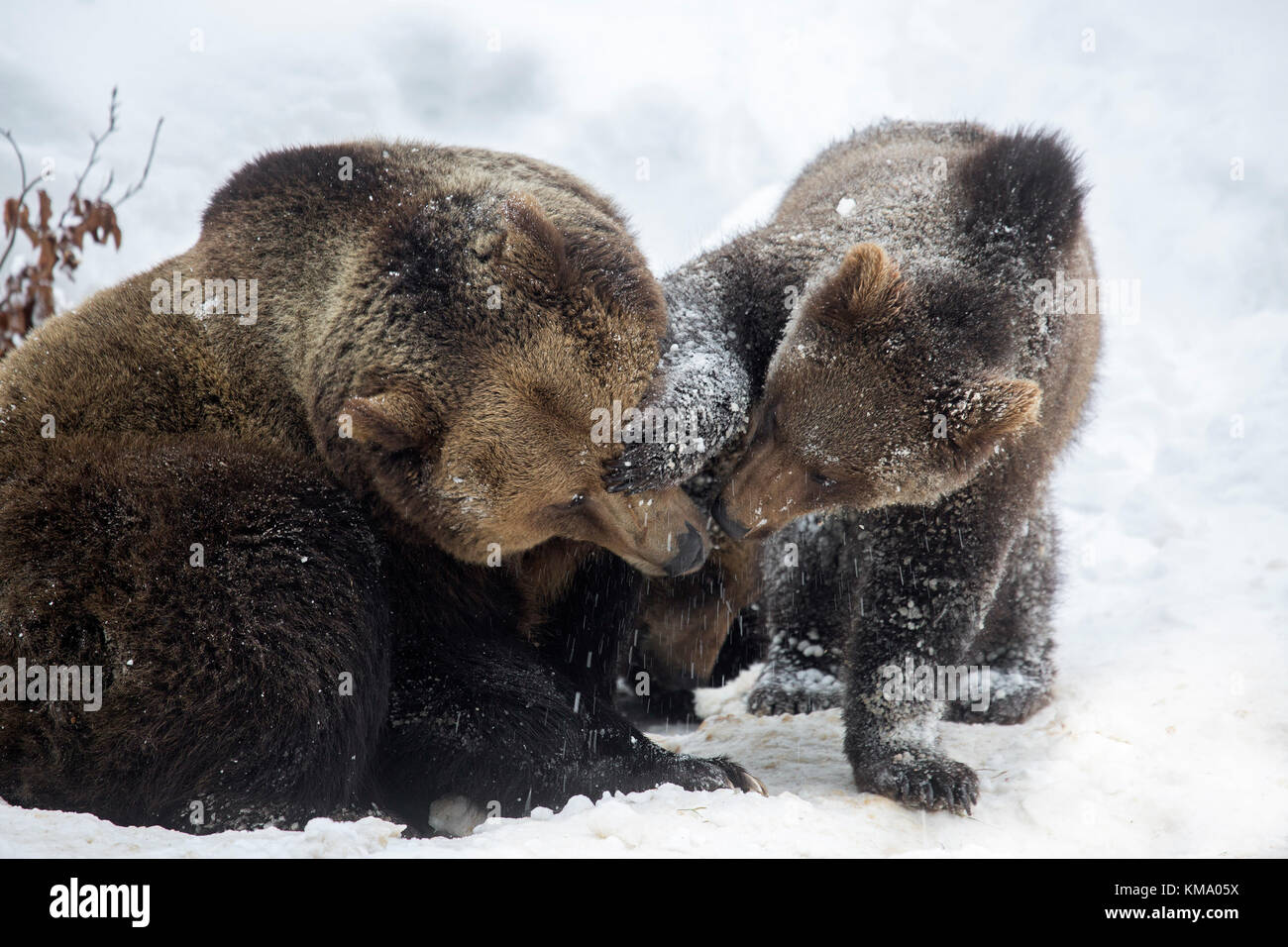 Frauen spielen mit einem Einjahres brown Bear Cub (Ursus arctos arctos) im Schnee im Winter Stockfoto