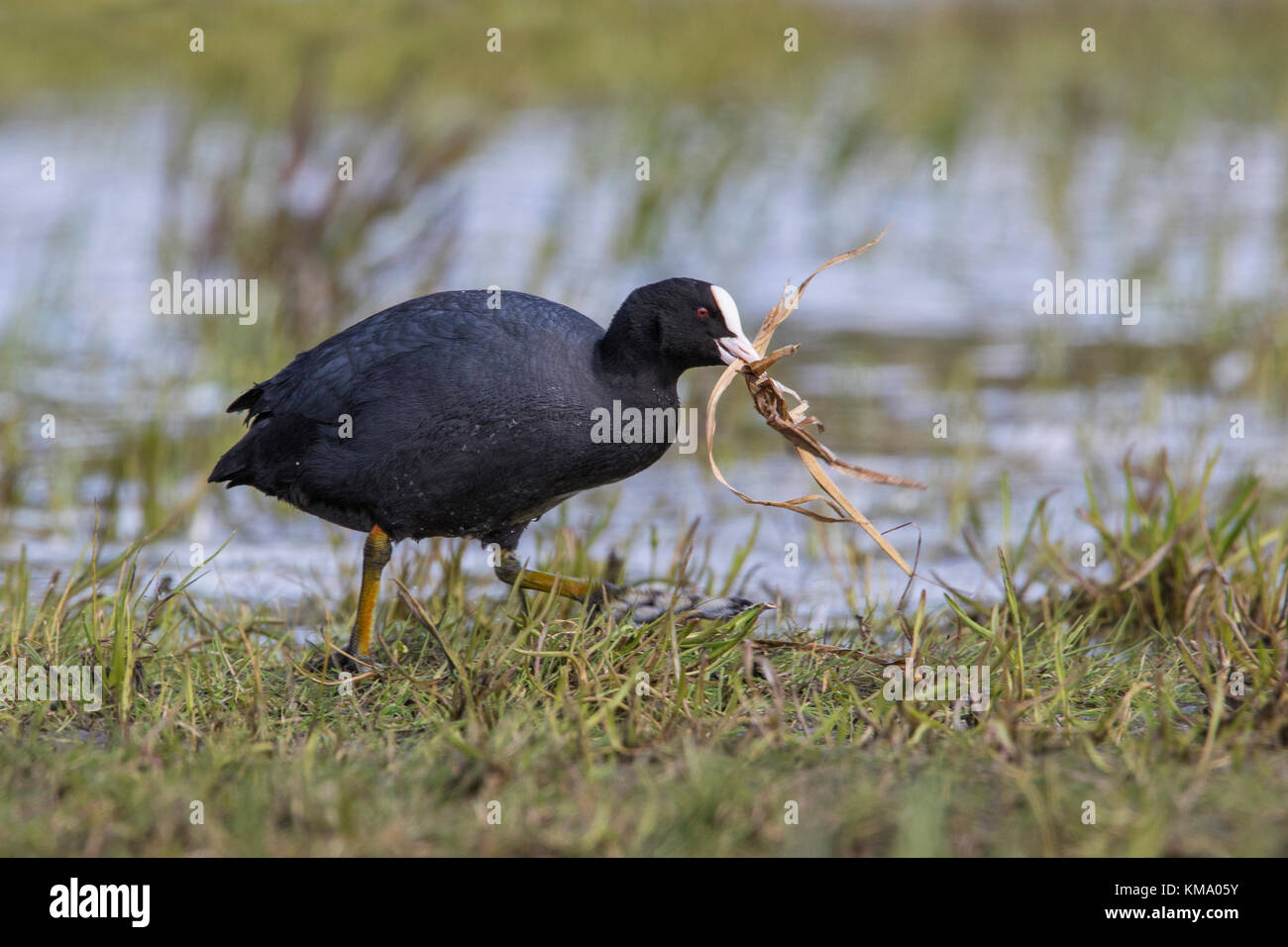 Eurasischen Blässhuhn (Fulica atra) in Feuchtgebieten sammeln Nistmaterial wie Gras Klingen für den Nestbau in der Brutzeit Stockfoto