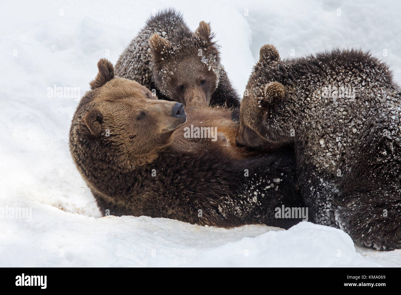 Weibliche Braunbären saugen Zwei 1 Jahre alten Jungen (Ursus arctos arctos) im Schnee im Winter Stockfoto